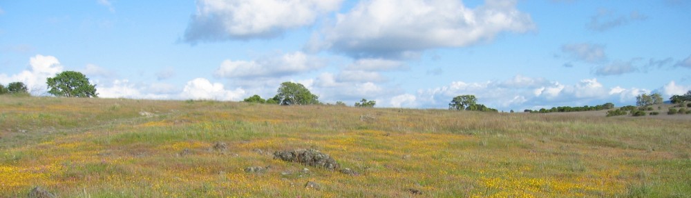 The Pragmatic Steward